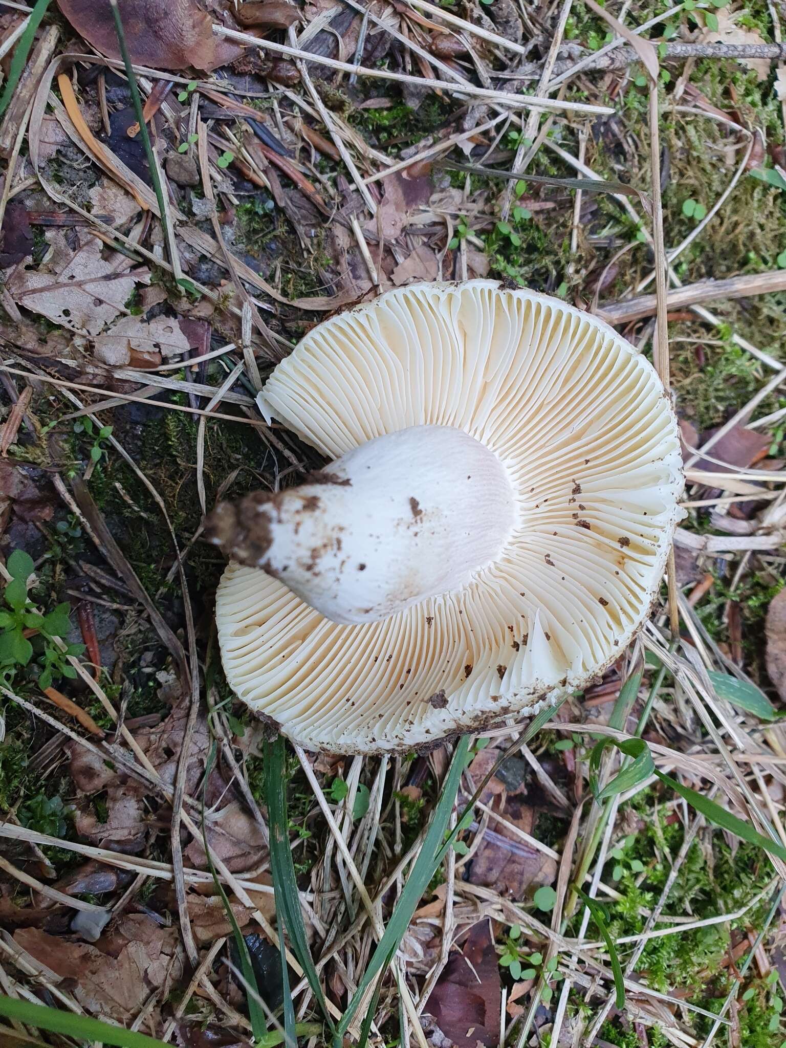 صورة Russula violeipes Quél. 1898