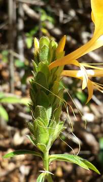 Image of Barleria perrieri Benoist