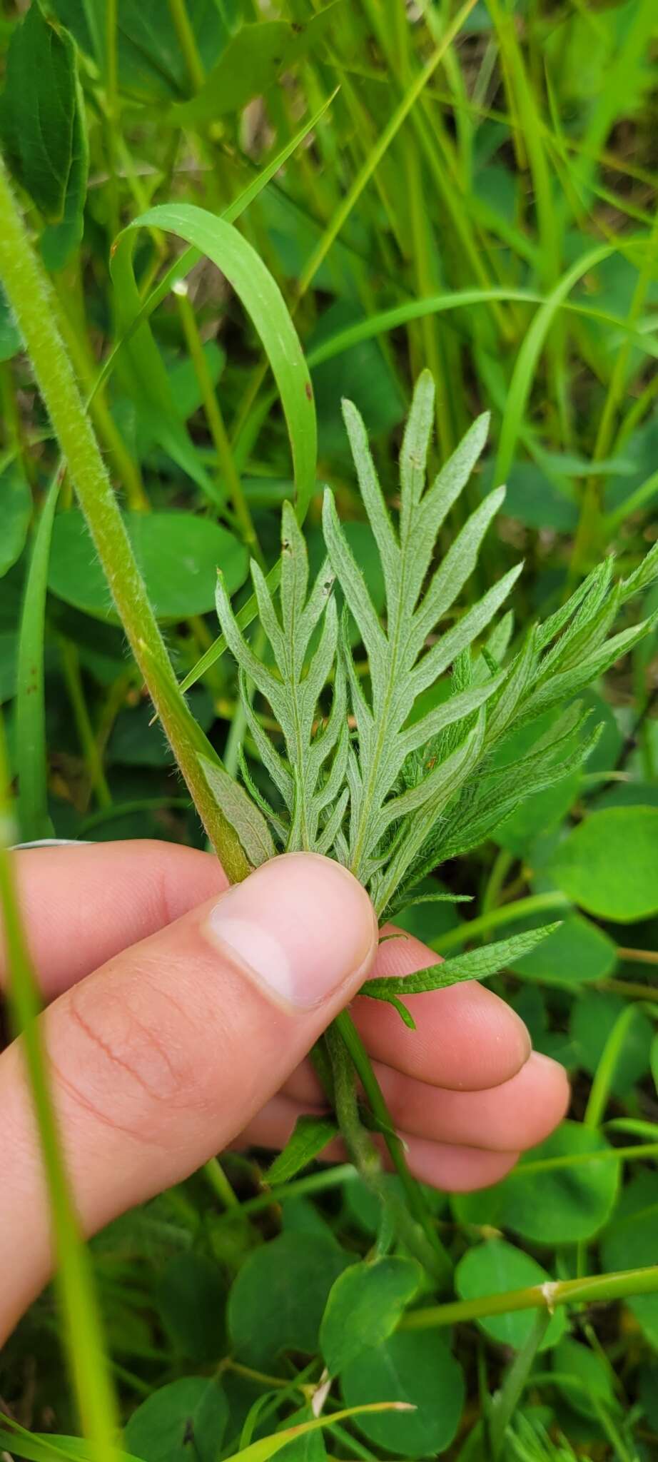 Слика од Potentilla gracilis var. flabelliformis (Lehm.) Nutt.