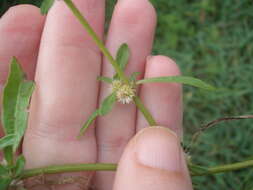 Imagem de Alternanthera denticulata R. Br.