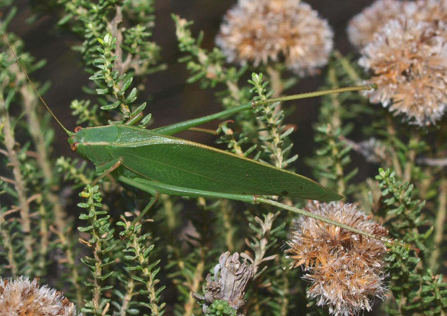 Image of Caedicia simplex (Walker & F. 1869)