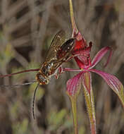 Caladenia formosa G. W. Carr的圖片