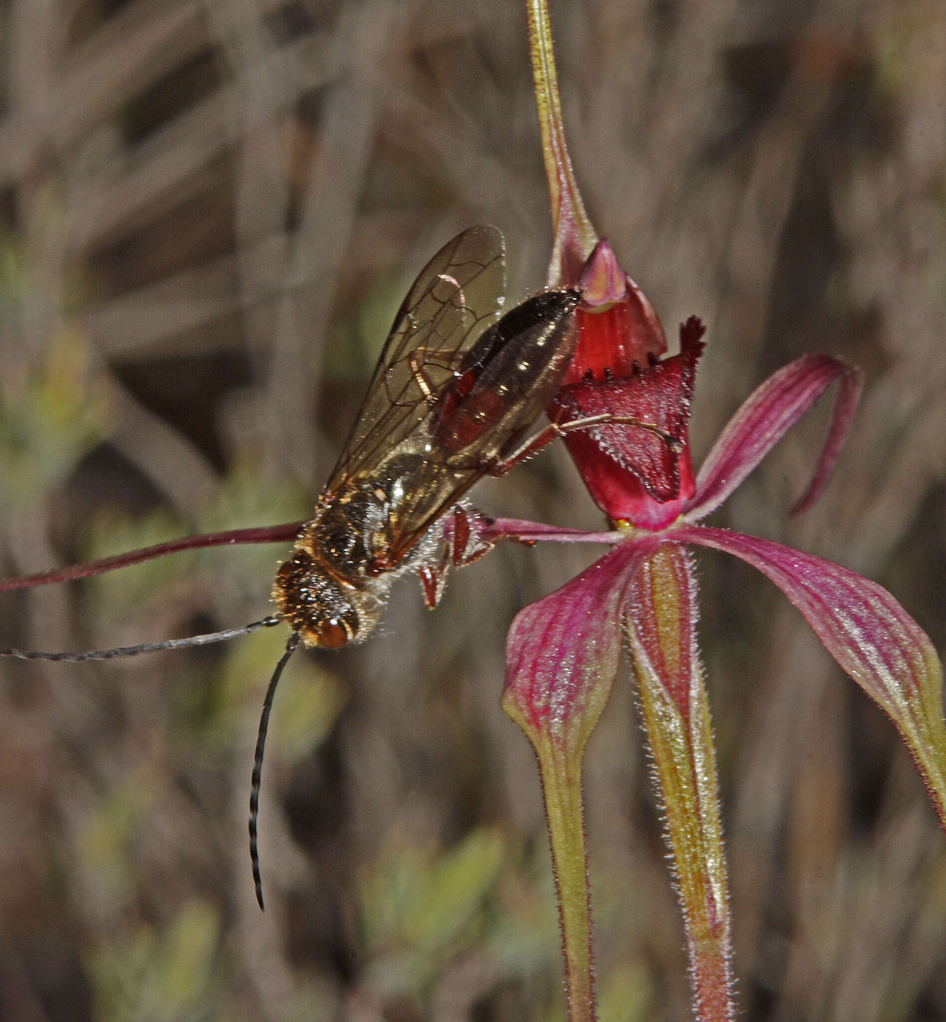 Caladenia formosa G. W. Carr的圖片