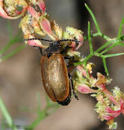 Image of <i>Galeruca haagi</i>