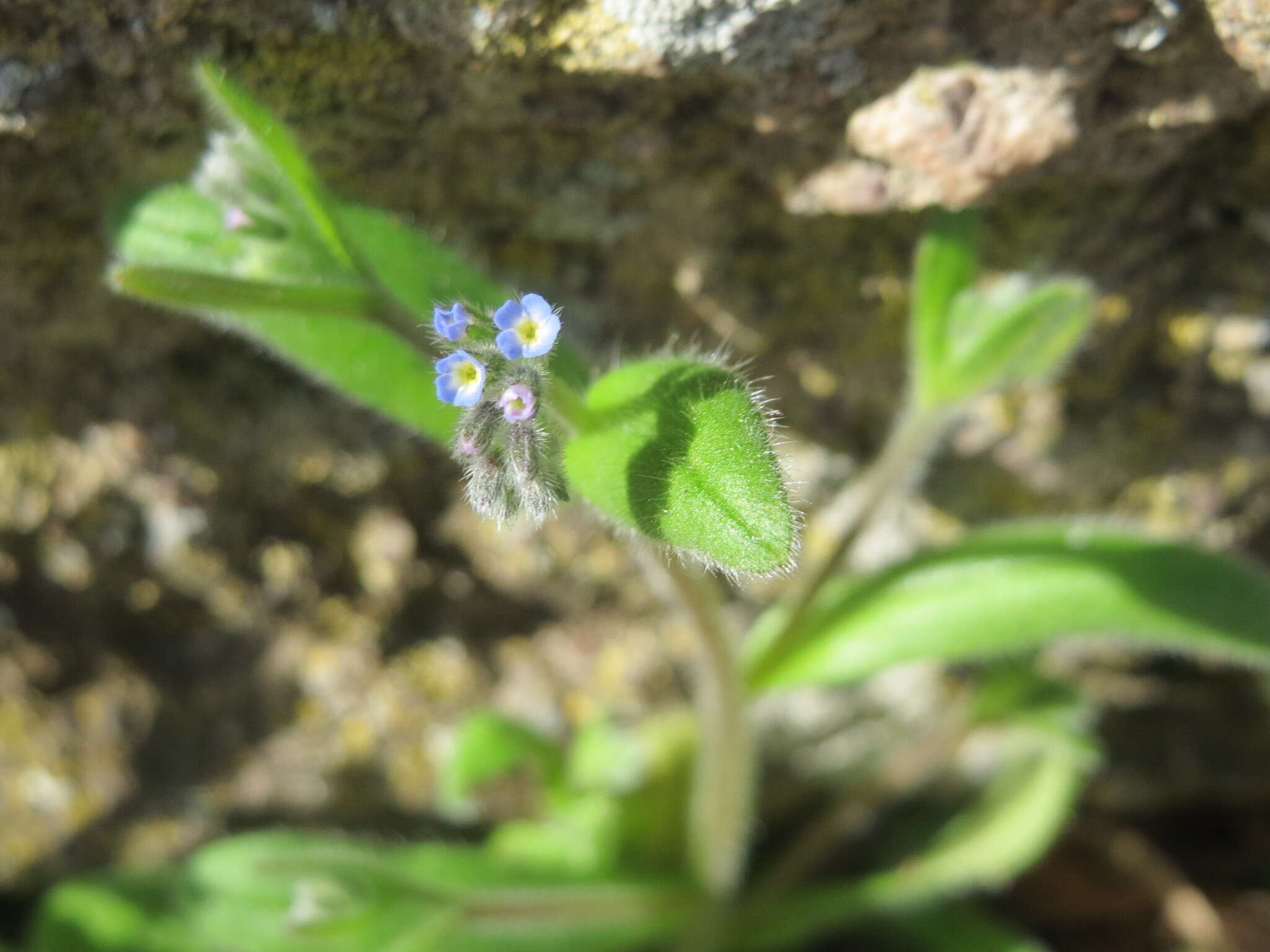 Слика од Myosotis arvensis (L.) Hill