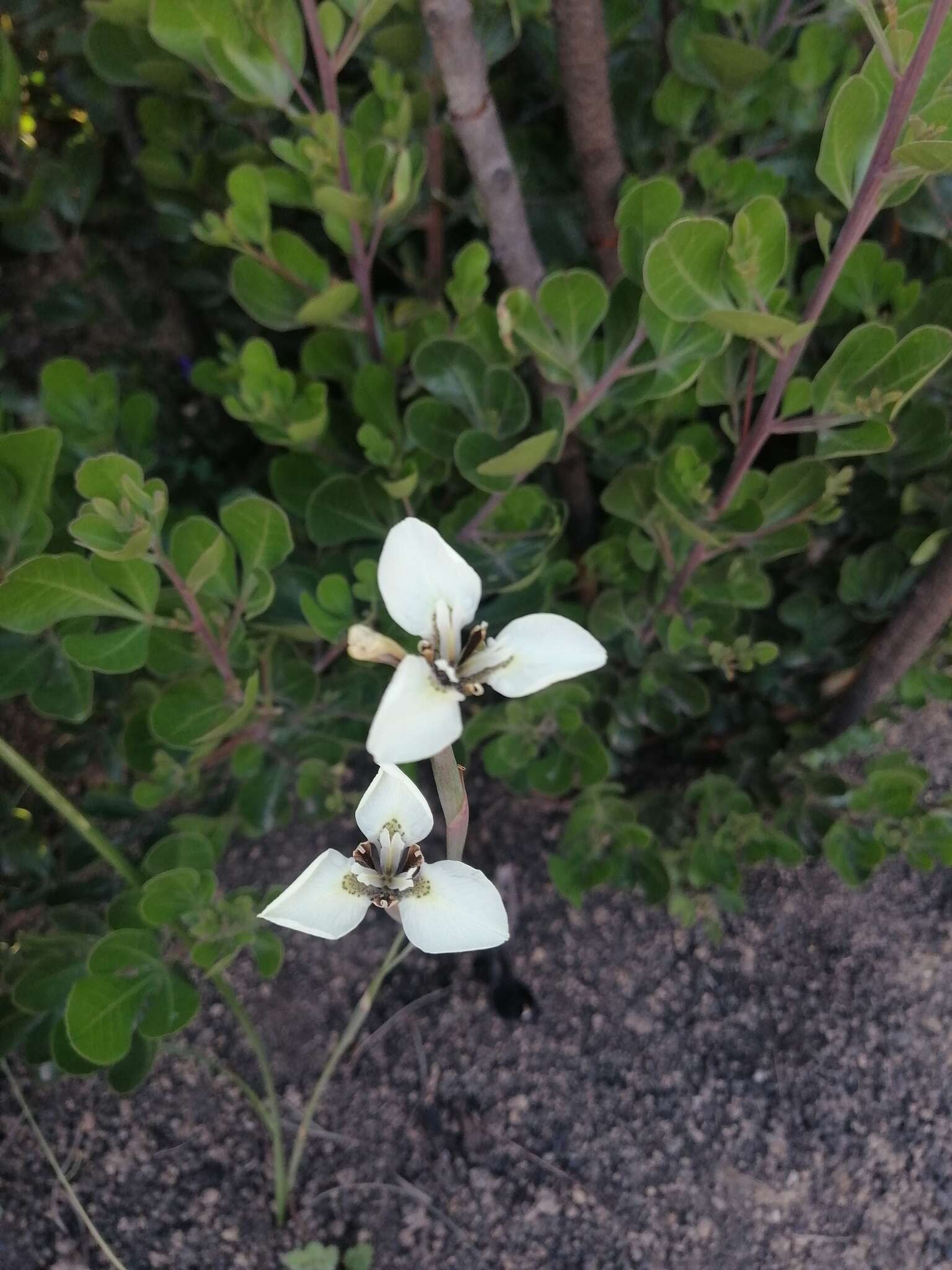 Image of Speckle Uintjie