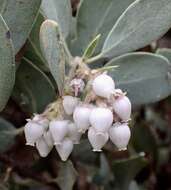 Plancia ëd Arctostaphylos moranii P. V. Wells