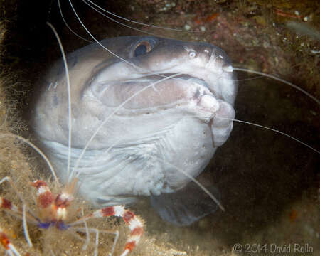 Image of Ash-colored conger eel