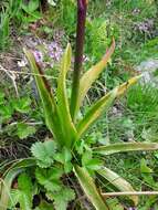 Image de Orchis mascula subsp. speciosa (Mutel) Hegi