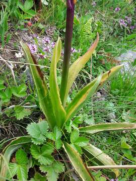 Image of Eastern Early-purple Orchid