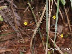 Image of Youngia japonica subsp. monticola