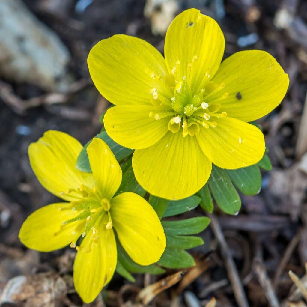 Image of eranthis