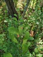 Image of eared willow