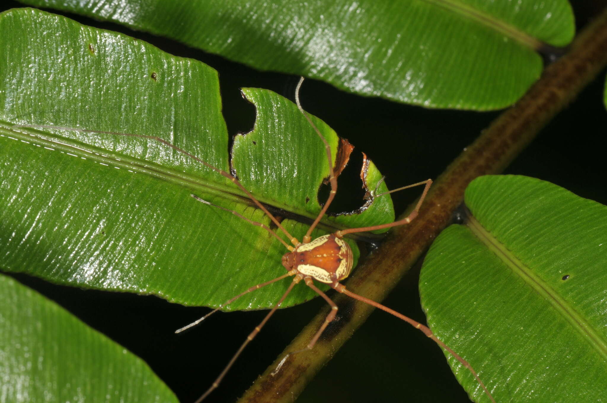 Plancia ëd Cynorta bromeliacia