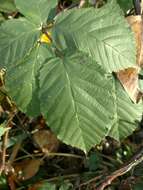 Image of Himalayan berry