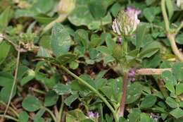 Image of Trifolium isthmocarpum Brot.