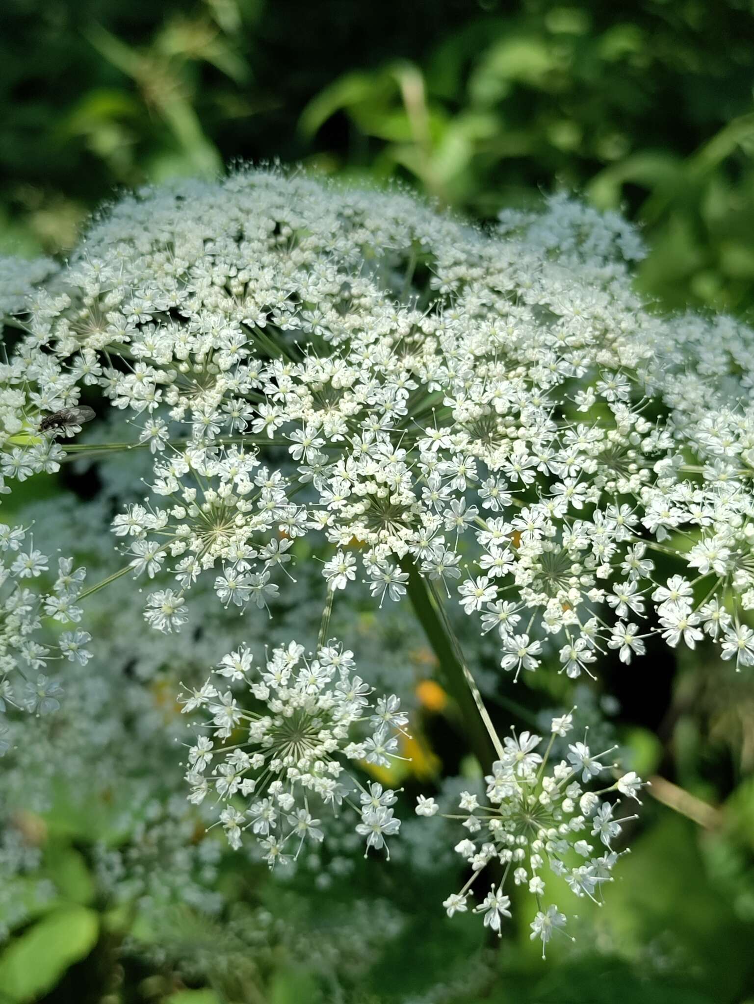 Selinum physospermifolium (Albov) Hand resmi