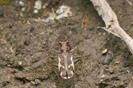 Image of New Zealand common tiger beetle