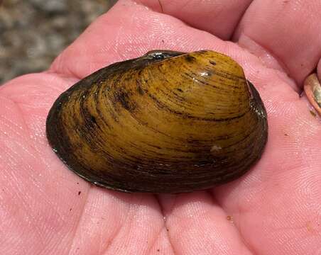 Image of Southern Clubshell