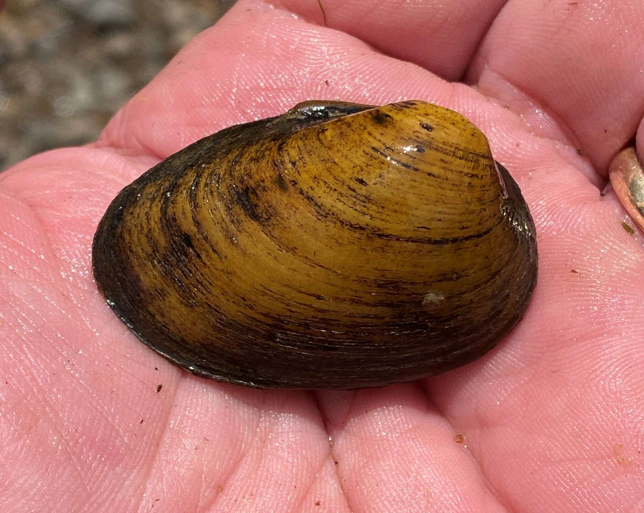 Image of Southern Clubshell