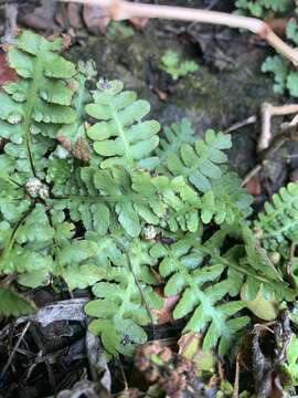 Image of Asplenium phillipsianum (Kümmerle) Bir