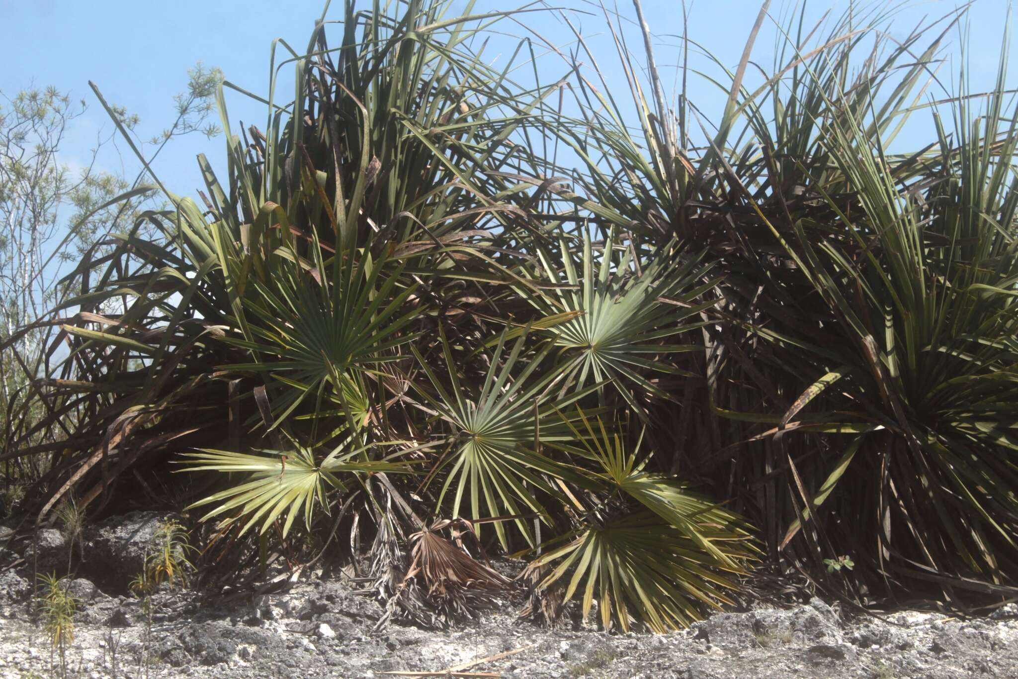 Image of Brahea decumbens Rzed.