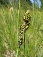 Image of Buxbaum's sedge