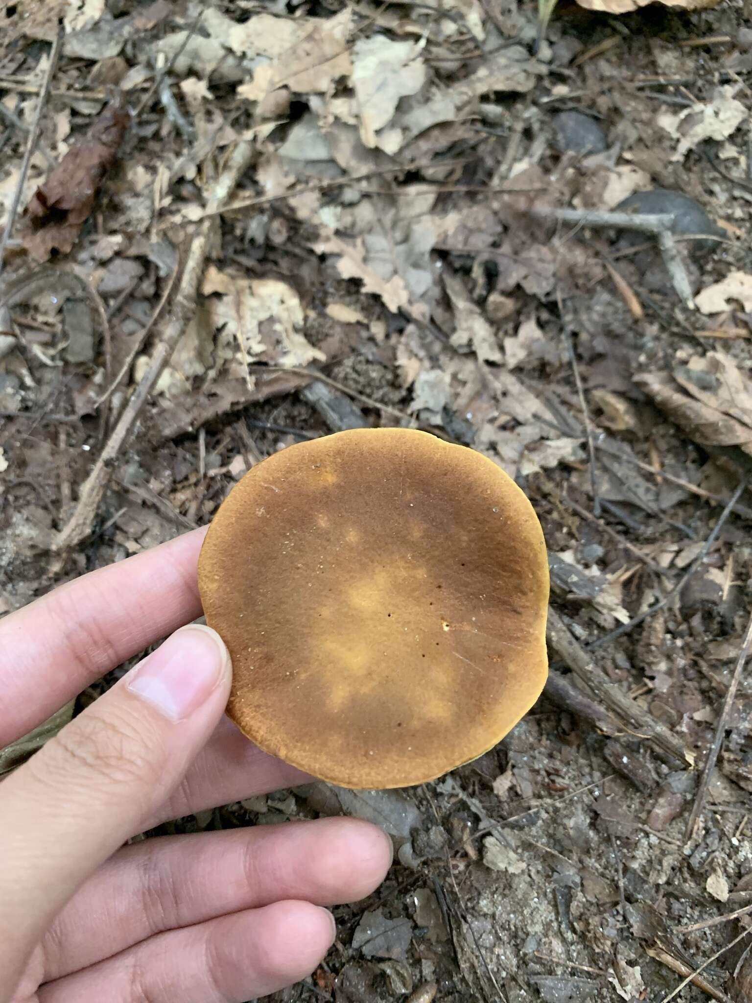 Image of Aureoboletus roxanae (Frost) Klofac 2010