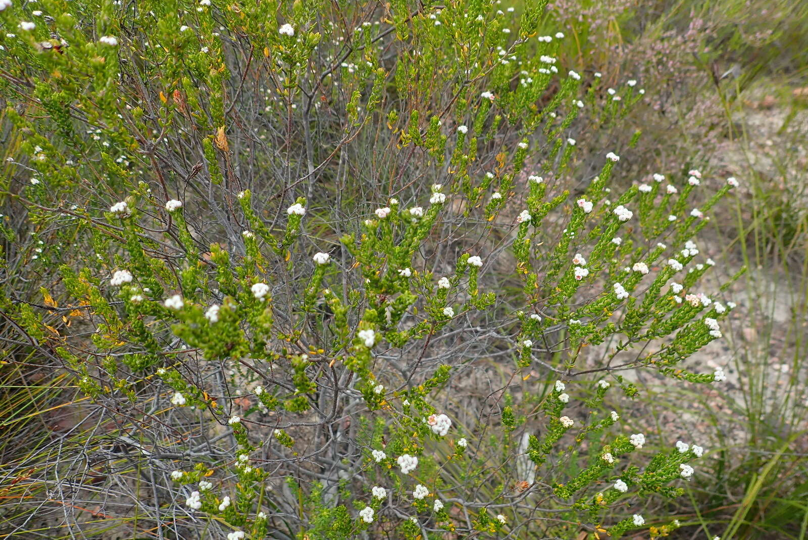 Image of Phylica purpurea var. pearsonii Pillans