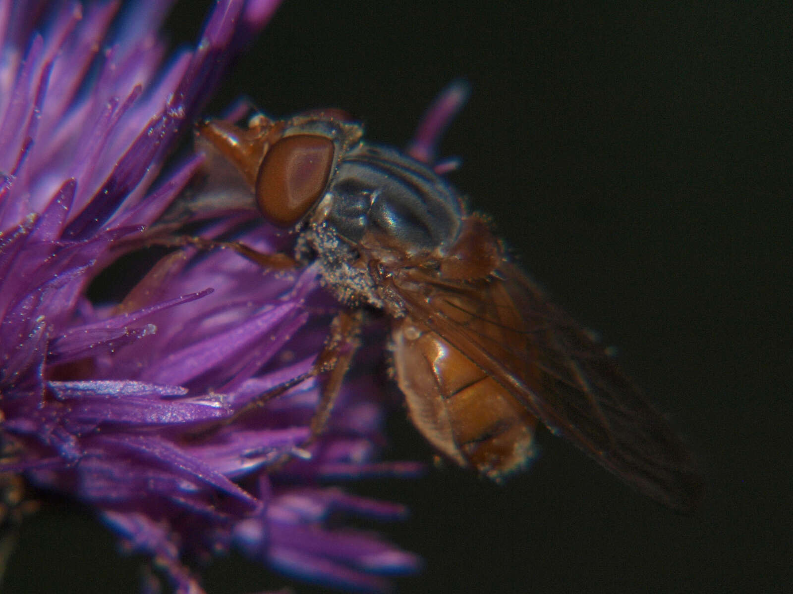 Image of Rhingia rostrata (Linnaeus 1758)