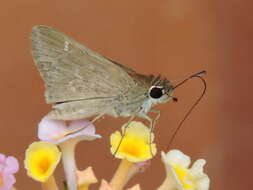 Image of Eufala Skipper