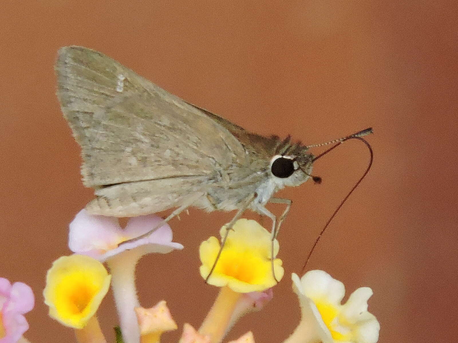 Image of Eufala Skipper