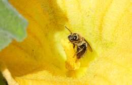 Image of Pruinose Squash Bee