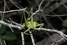 Sivun Neobarrettia victoriae (Caudell 1907) kuva