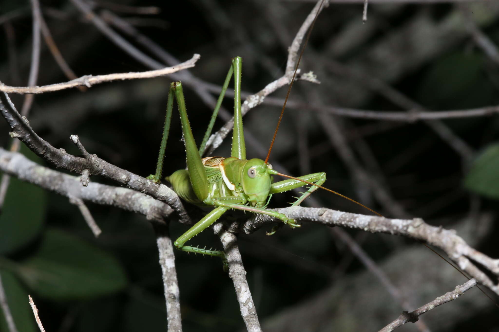 Image of Lesser Arid-land Katydid