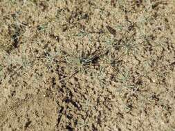 Image of Thread-Stem Carpetweed