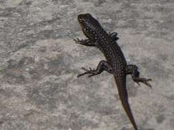 Image of White's Rock-skink