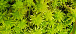 Image of Sphagnum missouricum Warnst. & Cardot