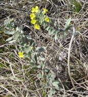 Image de Alyssum montanum subsp. gmelinii (Jord. & Fourr.) Hegi & E. Schmid