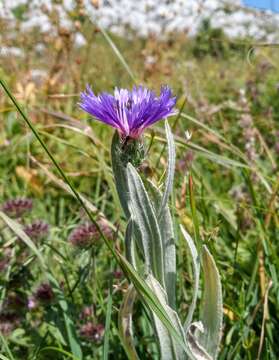 Слика од Centaurea fuscomarginata (K. Koch) Juz.