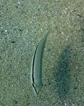 Image of Slippery Dick