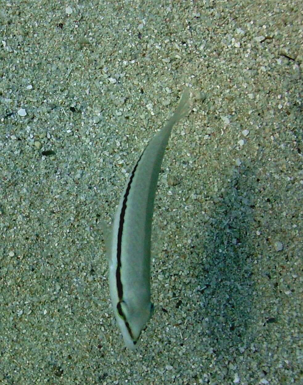 Image of Slippery Dick