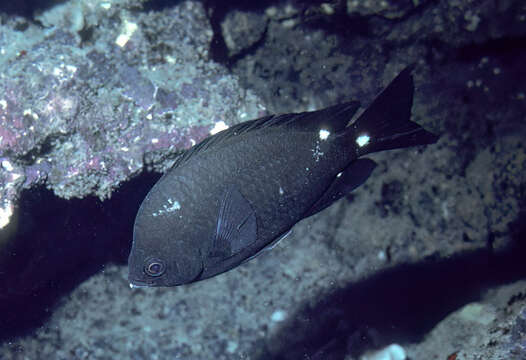 Image of Three-spot chromis