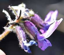 Image of arctic locoweed