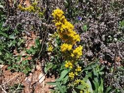 Plancia ëd Solidago hintoniorum G. L. Nesom