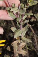 Image of Grindelia tarapacana Phil.