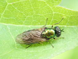 Image of Soldier fly