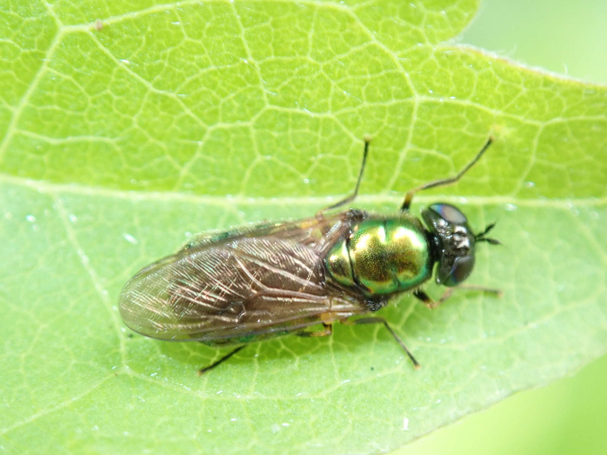 Image of Soldier fly