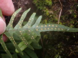 Слика од Polypodiodes amoena (Wall. ex Mett) Ching