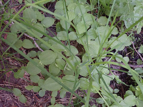 Image of Broadlipped twayblade